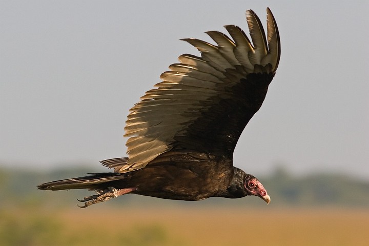 Truthahngeier Cathartes aura Turkey Vulture